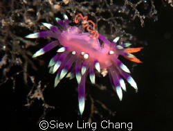 Flabellina laying eggs by Siew Ling Chang 